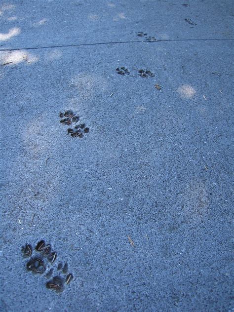 Cat Paw Footprints in Concrete | Pete | Flickr