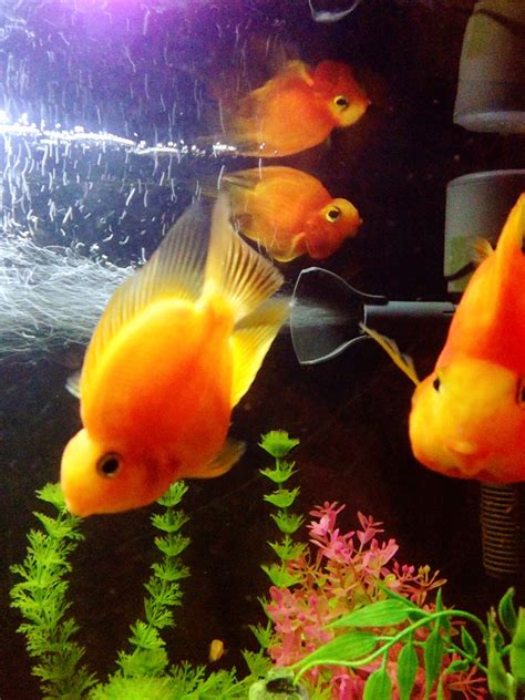 parrot cichlids | Colorful fish, Cichlids, Fish pet