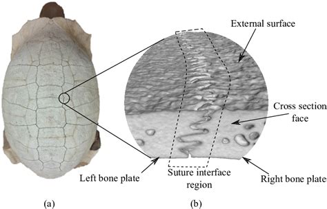 Example of a natural suture interface in a turtle shell. (a) Dehydrated... | Download Scientific ...