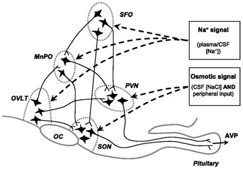 The map of osmoreceptors in the brain: The osmoreceptor’s location in ...