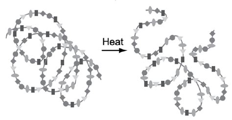 8.3: The Proteins in Our Food - Chemistry LibreTexts