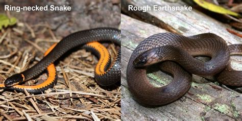 Rough Earthsnake – Florida Snake ID Guide