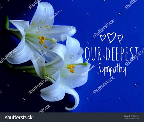 Our Deepest Sympathy Card White Lilies Stock Photo 1713058558 | Shutterstock