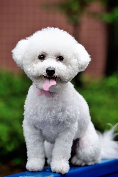 Bichon Frise - GoodHousekeeping.com | Bichon frise dogs, Dog breeds that dont shed, White dog breeds