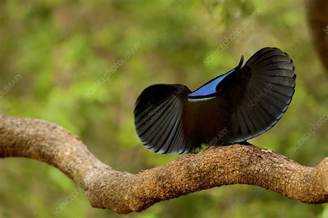 Male magnificent riflebird performing a display - Stock Image - C054/9048 - Science Photo Library