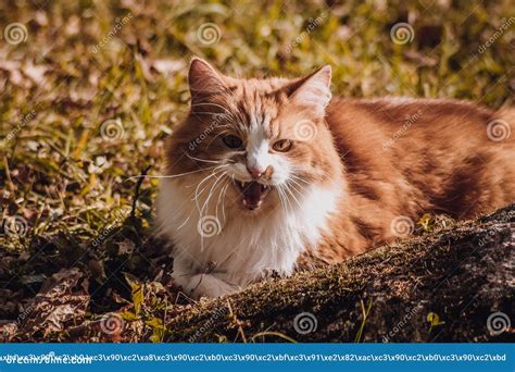 Red Cat Hunting Birds on the Grass Stock Photo - Image of desktop ...