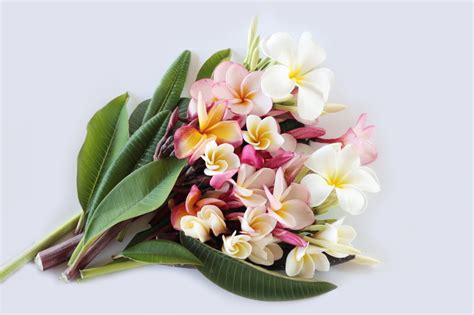 An Alphabetical List of Tropical Flower Names With Facts And Pictures ...