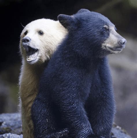 30 photos that reveal the significance of protecting B.C.’s Great Bear Rainforest | Cottage Life