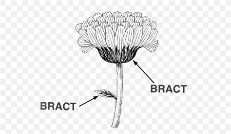 Bract Leaf Flower Diagram Poinsettia, PNG, 546x475px, Bract, Black And ...