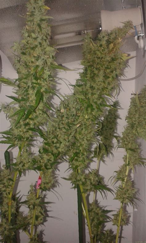 Strain-Gallery: Sweet Tooth (Plantamaster Seeds) PIC #01091709041008694 ...