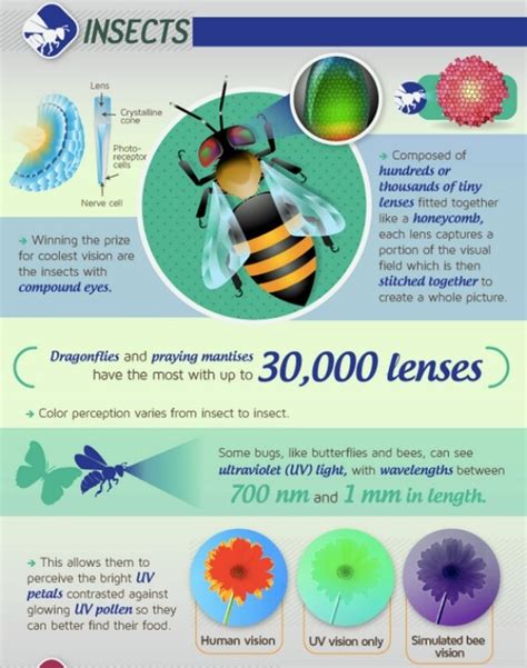 Insect eyes | Insect eyes, Insect anatomy, Insects