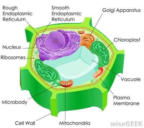 In Cell Biology, what are Vesicles? (with picture) | Plant cell, Cell ...