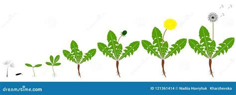 Cycle of Growth of a Dandelion Plant Isolated on a White Background. Stock Vector - Illustration ...