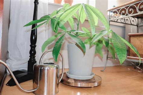 How To Stop Overwatering Your Plants — Plant Savvy