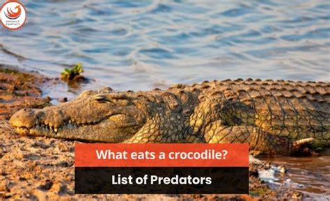 What Eats A Crocodile? 5 Predators That Prey On Crocodiles