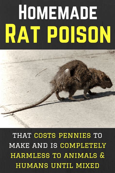 DIY Rat Poison Recipe - Cheap, Simple & 100% Safe Until Prepared in ...