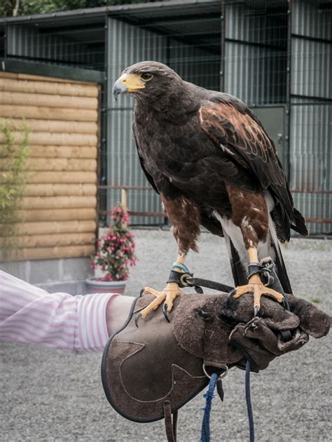 National Bird of Prey Centre – Emily Gallagher Photography