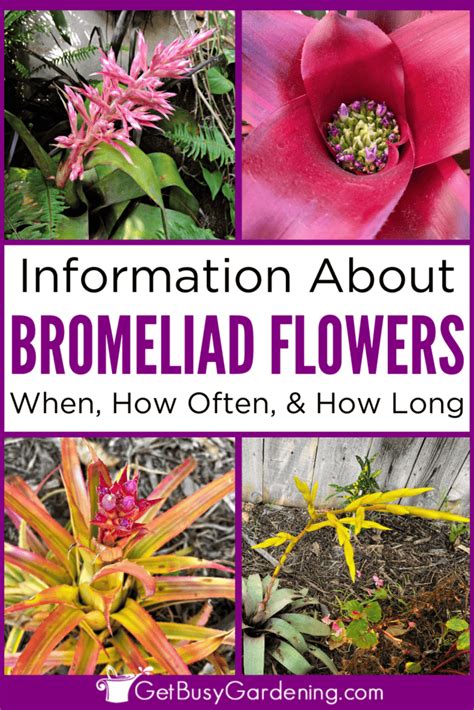 Bromeliad Flowers: When, How Often, & How Long They Bloom - Get Busy Gardening