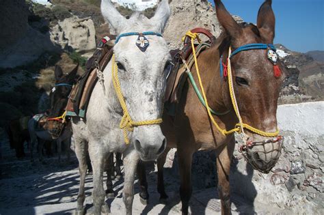 Santorini - I took TWO donkeys up the caldera! A Donkey, Santorini ...