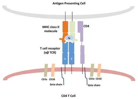 T cell receptors overview - Mini-review | Bio-Rad