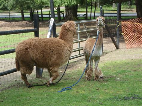 Gabriola Musing: Alpaca Shearing for Lightning, Corduroy and Freddy