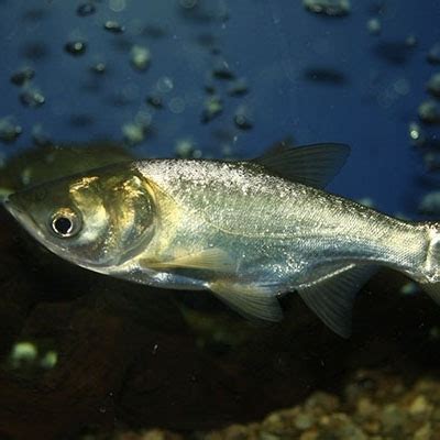 Silver carp – Invasive Species South Africa