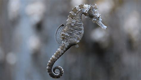 How Do Male Seahorses Give Birth? Study Unlocks Genetic Key To Male Pregnancy | IFLScience