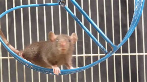 Test Footage - Rat Running In Wheel #2 - YouTube