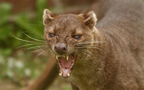 Animal You: Fossa