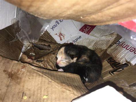 Newborn kitten found dead after being born in box its mother was dumped in