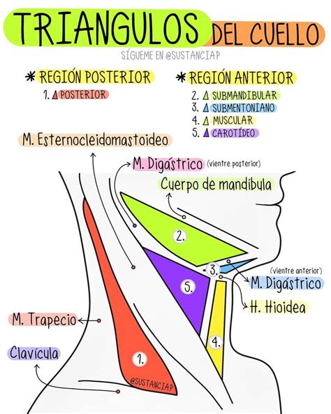 Triángulos del Cuello Fuente:Paula Parra @sustanciap Instagram | Anatomía médica, Anatomia y ...