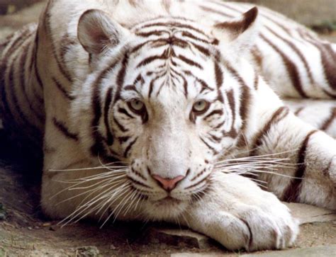 Animal Picture: Bengal tiger - white