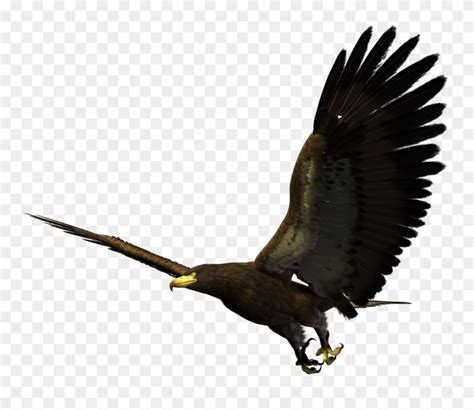 Hawk Flying Png Clipart (#1355342) - PinClipart