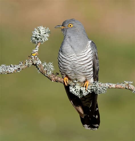 Common Cuckoo Sounds & Calls | Wild Ambience Nature Sounds