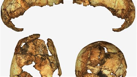 Fossil skulls rewrite the stories of two ancient human ancestors