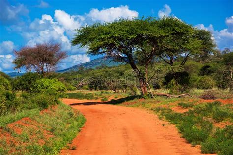 Red ground road, bush with savanna. Tsavo West, Kenya, Africa. Red ground road a , #SPONSORED, # ...