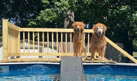 Dog Ramps for Above Ground Pools - PetStep Dog Ramps