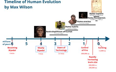 Homo Erectus Timeline