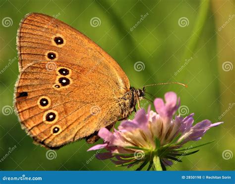 Feeding butterfly stock photo. Image of wildlife, spot - 2850198