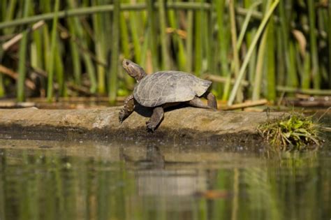 Western Pond Turtle - Wildlife Heritage Foundation