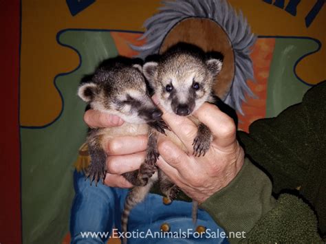 Coatimundi Babies for Sale