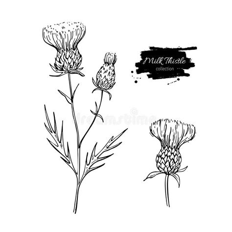 Thistle Drawing Stock Illustrations – 3,112 Thistle Drawing Stock Illustrations, Vectors ...