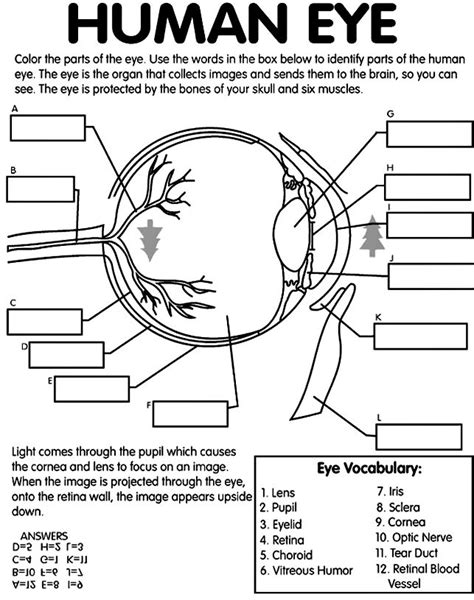 Human eye coloring page with labeling from crayola.com | Science ...