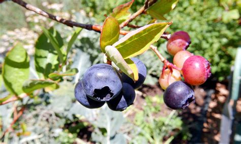 Planting Blueberries in Pots - Hummingbird Acres