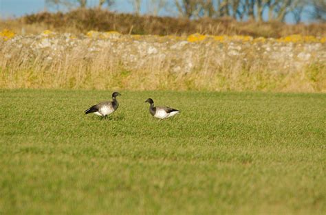 Brent goose – Montrose Basin Species Database