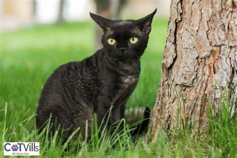 Black Cat Breeds You’ll Fall In Love With