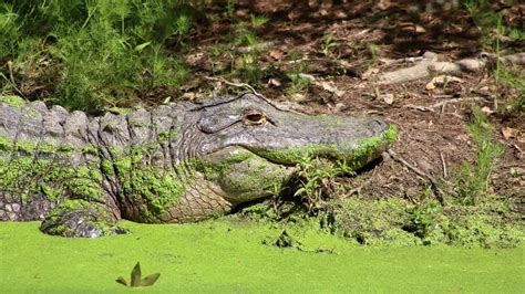 Alligator: Habitat, Diet, Behavior & More (Species Overview)