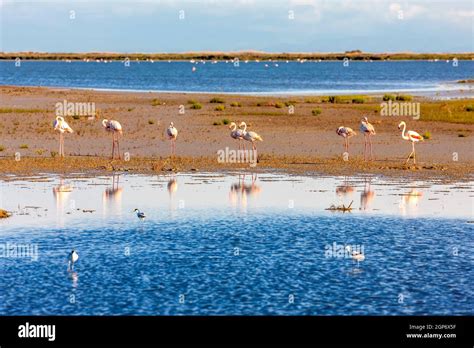 National park Camargue, Provence, France Stock Photo - Alamy