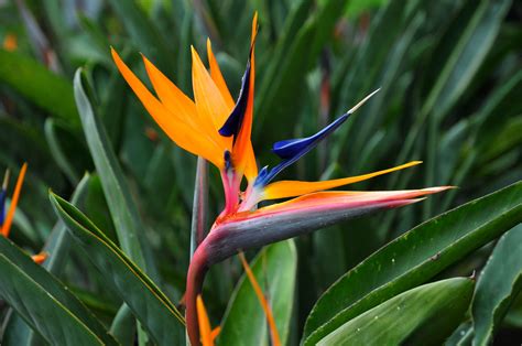 Strelitzia juncea seed | BELL Garden Company,Wholesale Plant seeds ...