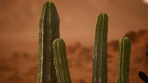 Sonoran Desert Stock Photos, Images and Backgrounds for Free Download